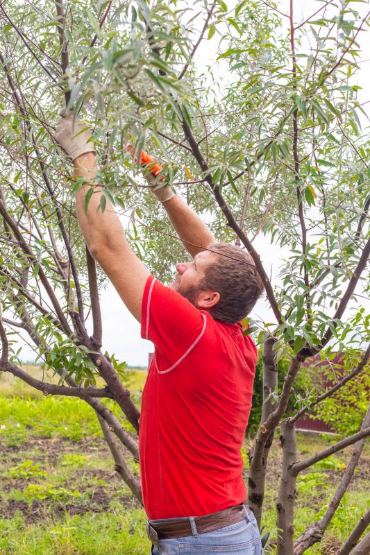 Cypress Tree Pruning