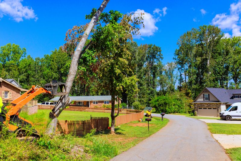 Tree Limbs Removal
