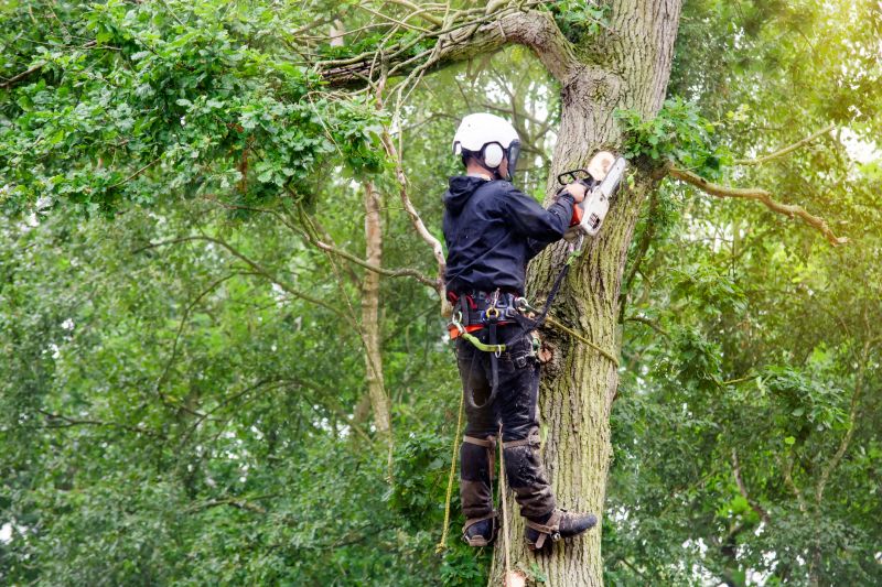 Experienced Arborist at Work
