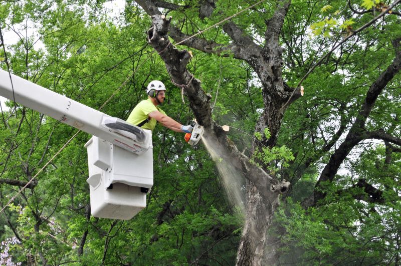 Tree Health Maintenance