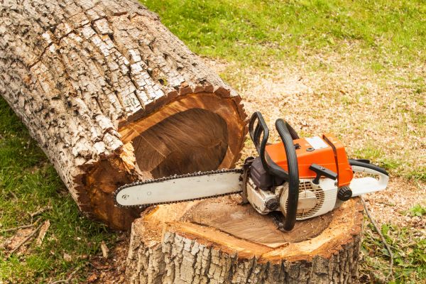 Tree Cutting Service in Ann Arbor