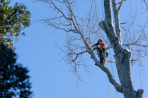 Tree Topping Service in Ann Arbor
