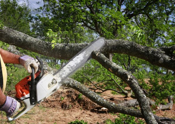 Tree Branch Cutting in Ann Arbor