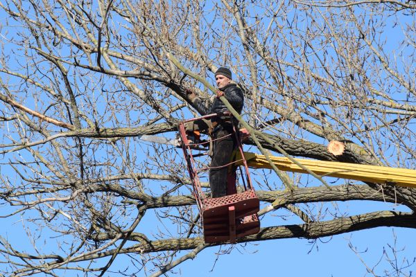 Emergency Tree Trimming in Ann Arbor