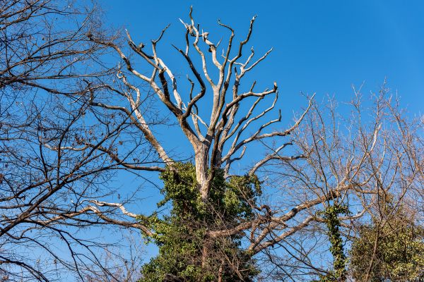 Deadwood Removal in Ann Arbor