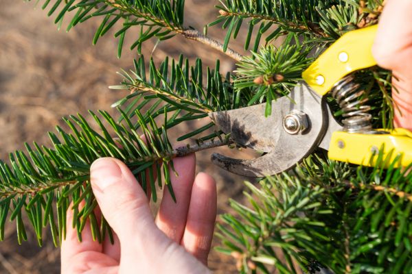Pine Tree Pruning in Ann Arbor