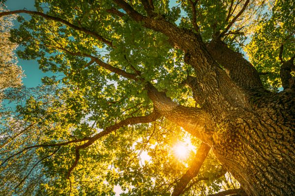 Oak Tree Pruning in Ann Arbor