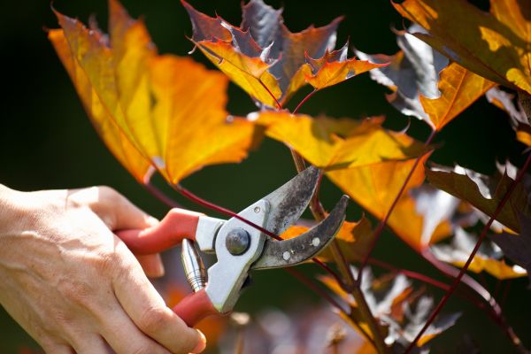 Maple Tree Pruning in Ann Arbor