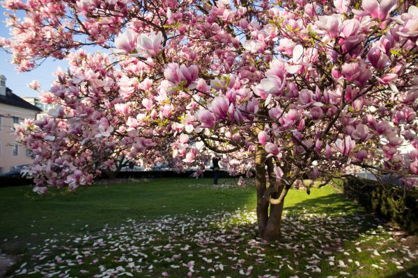 Magnolia Tree Pruning in Ann Arbor