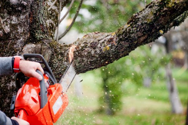 Tree Limbs Removal in Ann Arbor