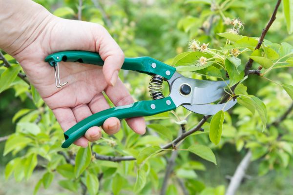 Pear Tree Pruning in Ann Arbor