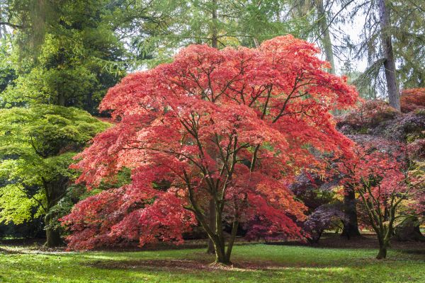 Japanese Maple Pruning in Ann Arbor