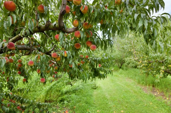 Peach Tree Pruning in Ann Arbor