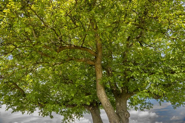 Walnut Tree Trimming in Ann Arbor