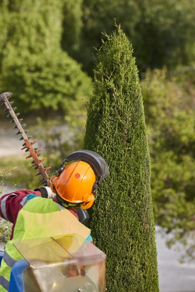 Cypress Tree Trimming in Ann Arbor