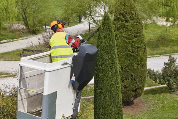 Cypress Tree Pruning in Ann Arbor