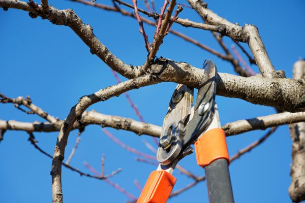 Peach Tree Trimming in Ann Arbor