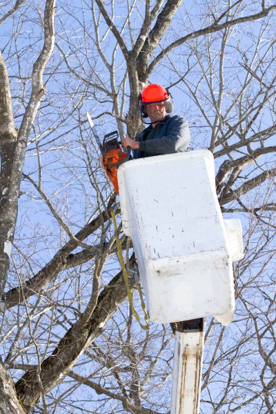 Maple Tree Cutting