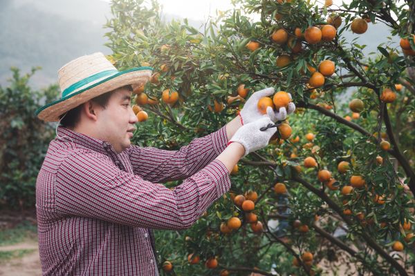 Orange Tree Pruning in Ann Arbor