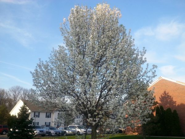 Bradford Pear Tree Pruning in Ann Arbor