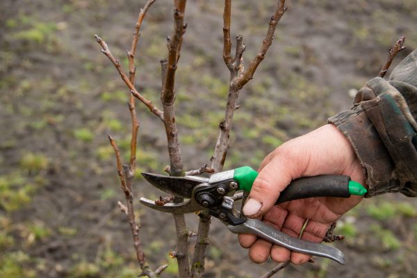 Pear Trees Pruning in Ann Arbor