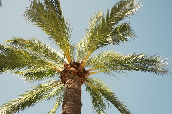 Queen Palm Pruning in Ann Arbor