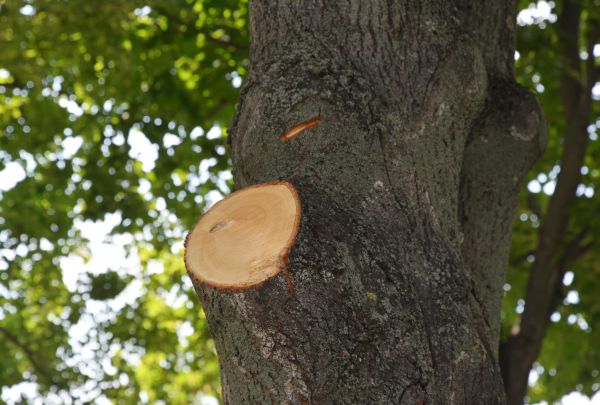 Limb Cutting in Ann Arbor