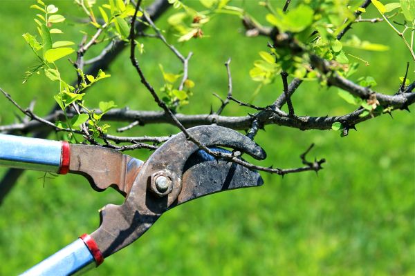 Branches Pruning in Ann Arbor