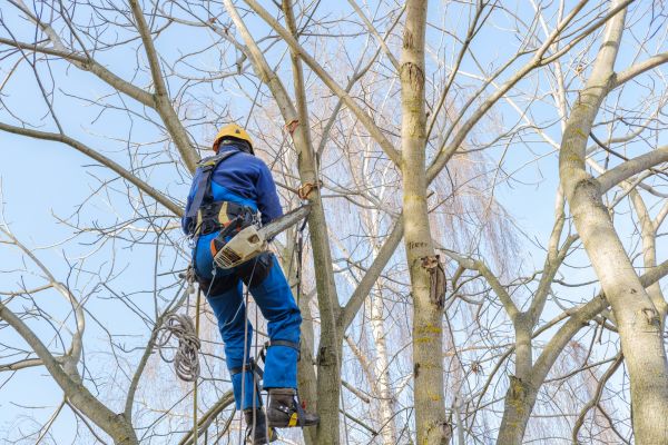 Large Tree Trimming in Ann Arbor