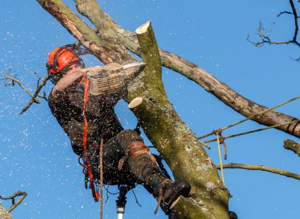 Tree Trimming Service in Ann Arbor