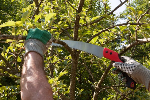 Apple Tree Trimming in Ann Arbor